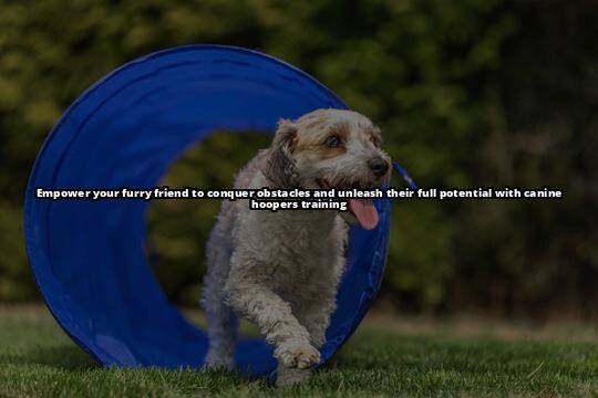 Unleash Your Dog's Potential with Canine Hoopers Training