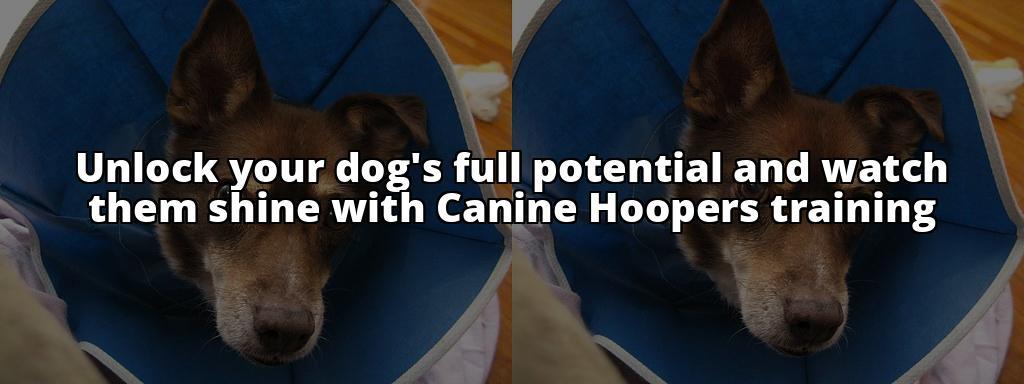 Unleash Your Dog's Potential with Canine Hoopers Training