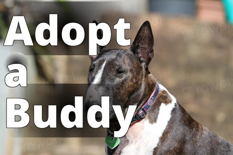 Bull Terrier, pet portrait. View - a dog with a collar sitting on a bench