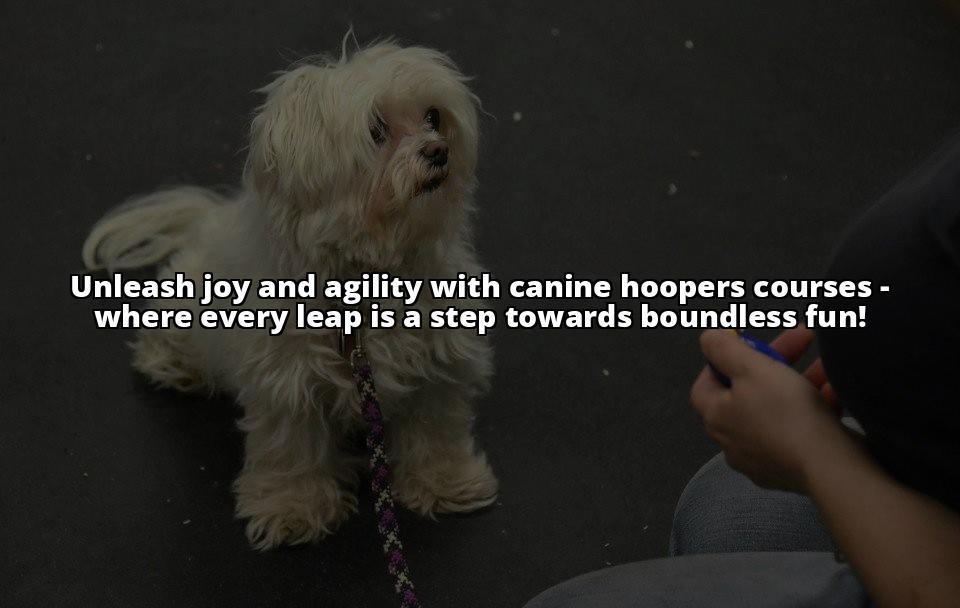 Unleash Fun with Canine Hoopers Courses: Training Tips Galore