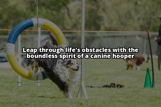 Unleash Fun with Canine Hoopers Courses: Training Tips Galore