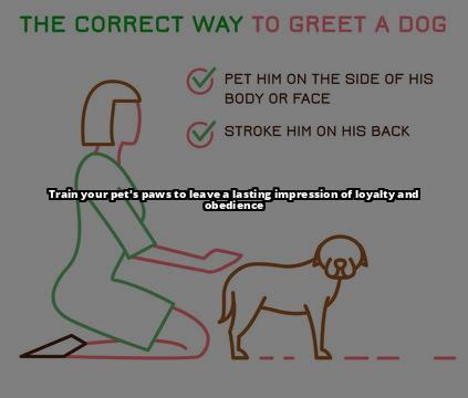 Paw Dogs 101: Training Tips for a Well-Behaved Companion