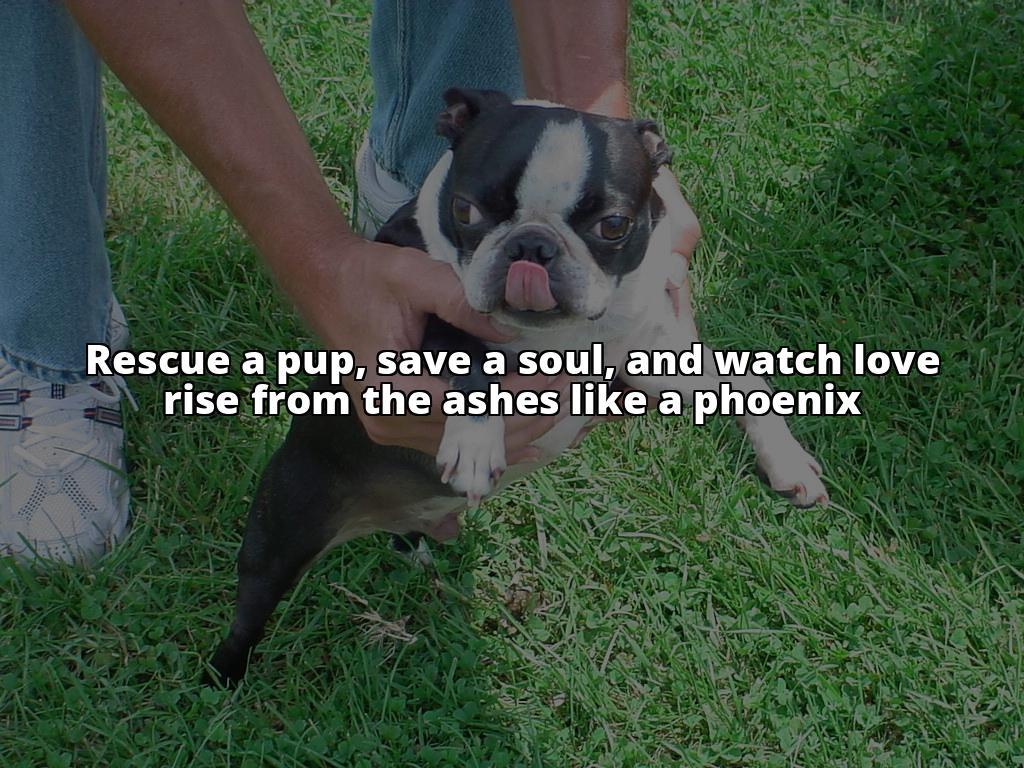 Phoenix French Bulldog Rescue: A Beacon of Hope for Pups