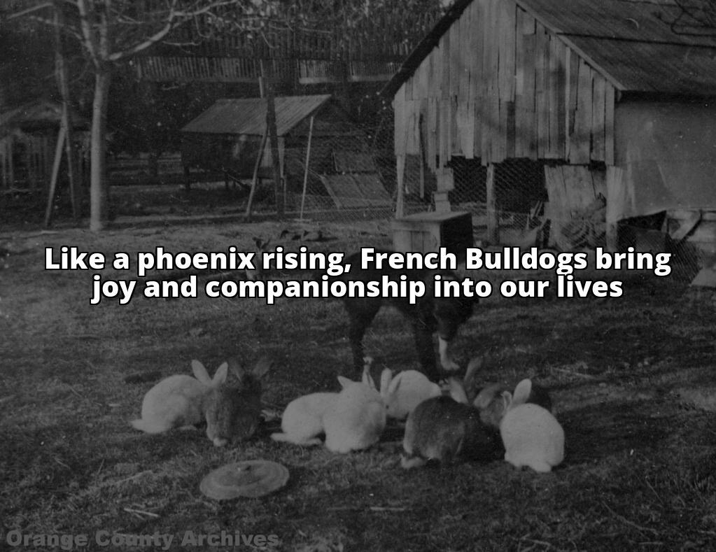 Phoenix French Bulldogs Exposed: Understanding Their Background and Care