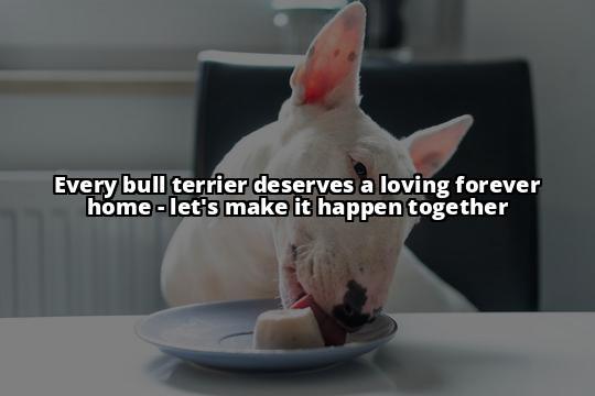 Securing Forever Homes for Bull Terriers: A Complete Guide