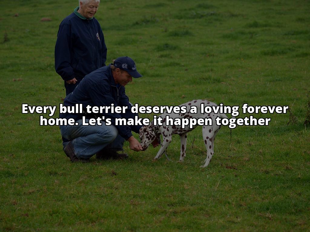 Securing Forever Homes for Bull Terriers: A Complete Guide