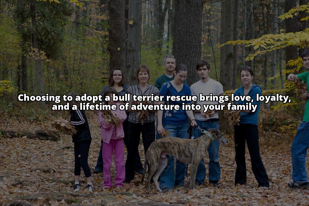 Step-by-Step Guide to Adopt a Bull Terrier Rescue