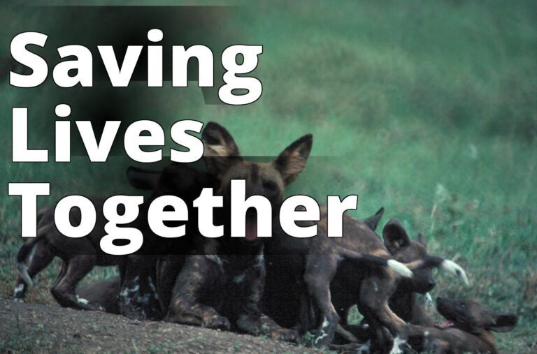 Female African wild dog lying in grass with pups - a group of dogs