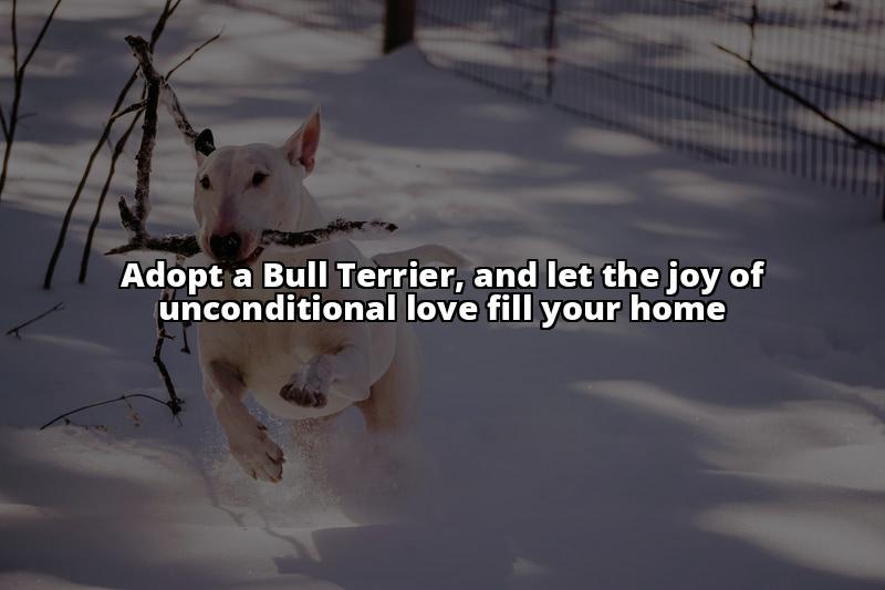 Bull Terrier to Adopt: Unleash Joy in Your Home