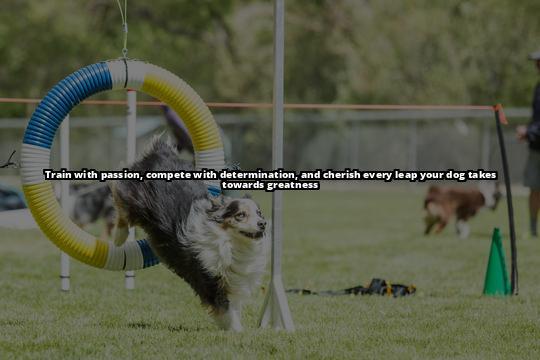 Essential Dog Hoopers Equipment for Training and Safety