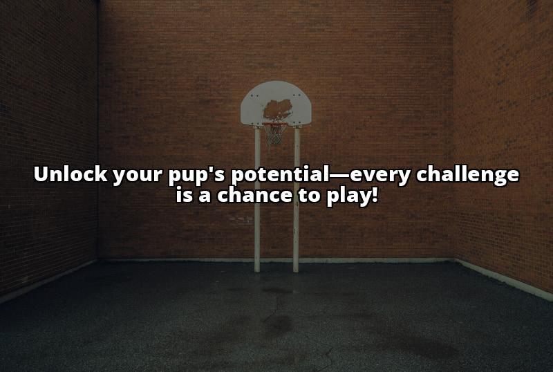 Find The Best Hoopers Dog Training Equipment For Your Pup