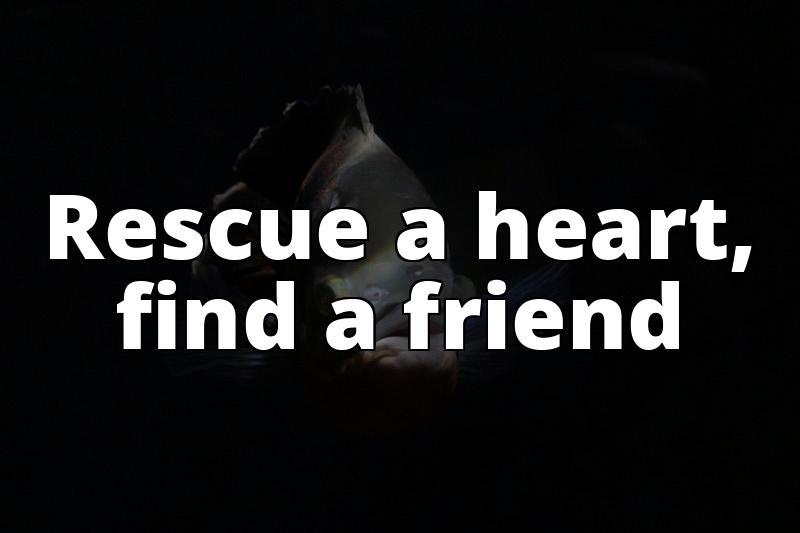 Miniature Bull Terrier Rescue: Find Your New Best Friend